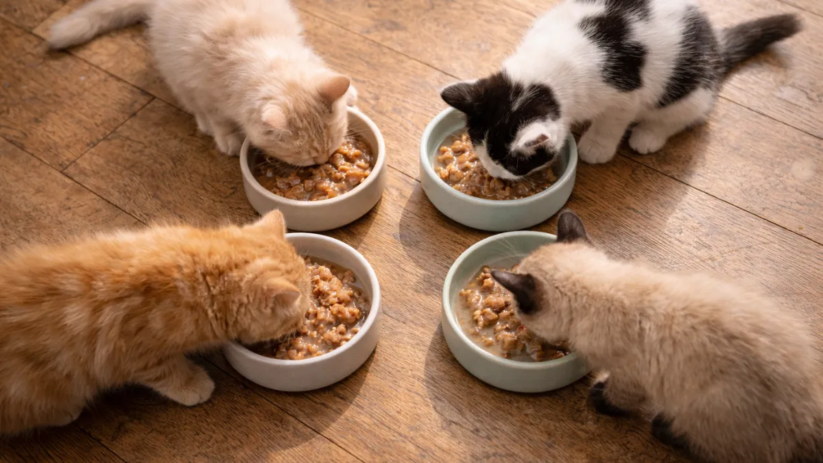 Standard and large breed kittens feeding from appropriately sized food bowls